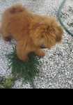 Caniche red mini