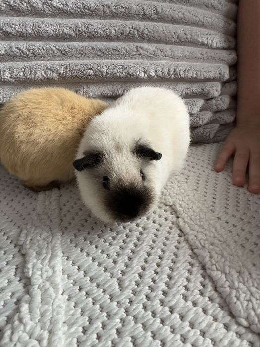 Swinki morskie  rasy Us Teddy