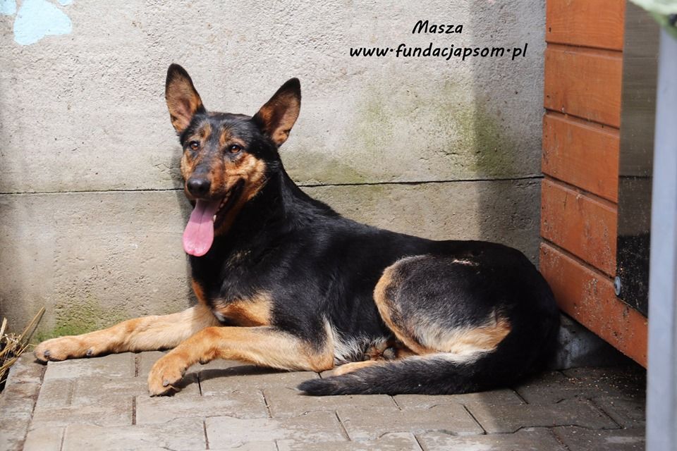 Masza - owczarkowata suczka