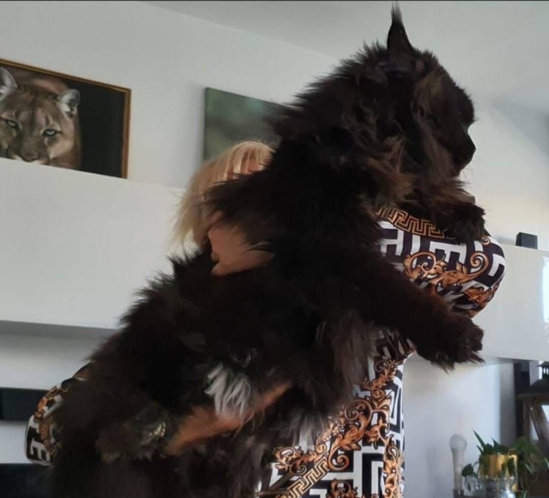Maine Coon - kotka po imporcie !