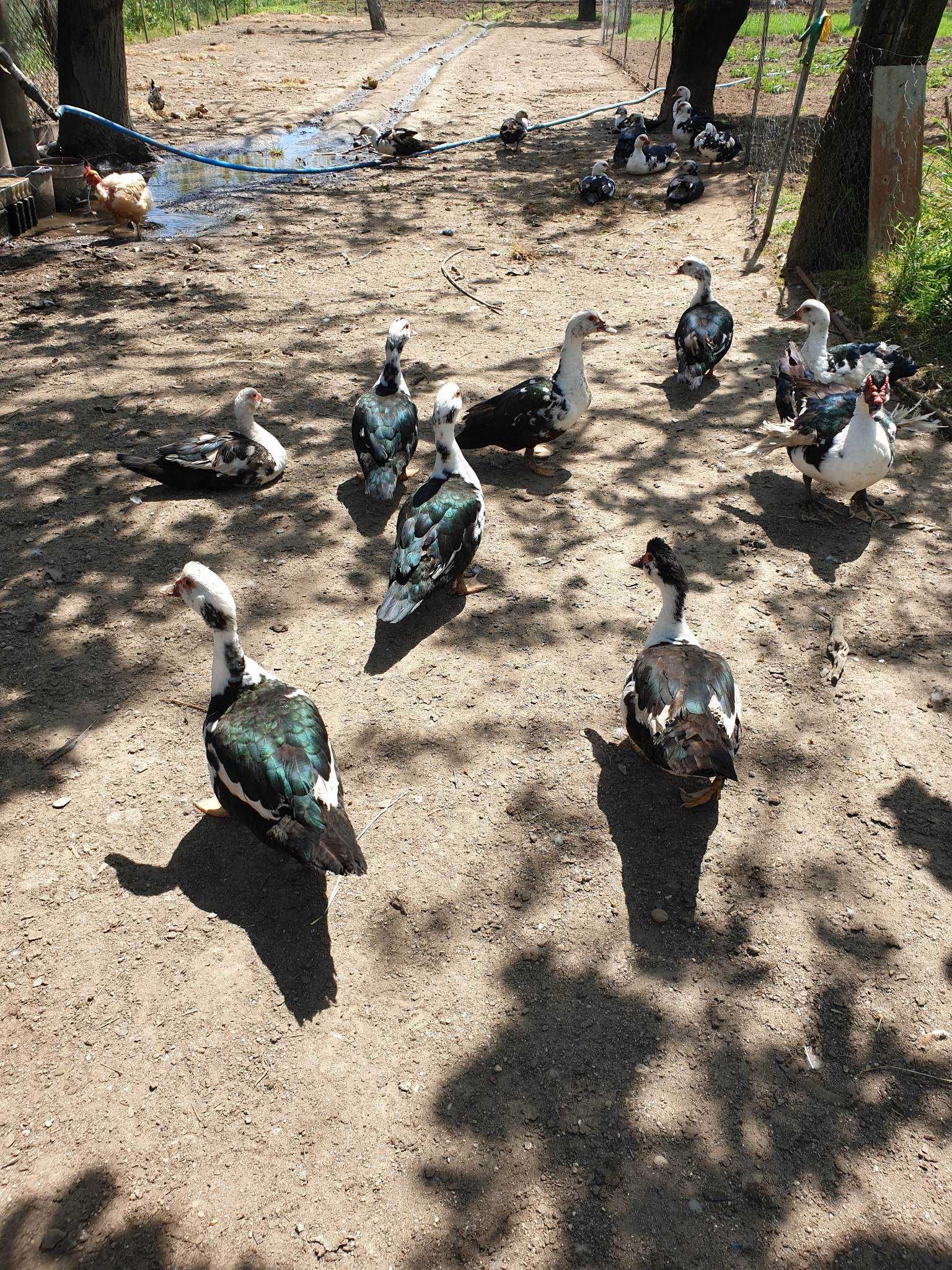 Frangos caseiros e Patos adultos