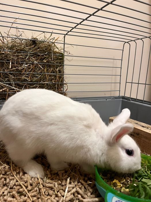 Coelho anão mini holandês-  Muito dócil.