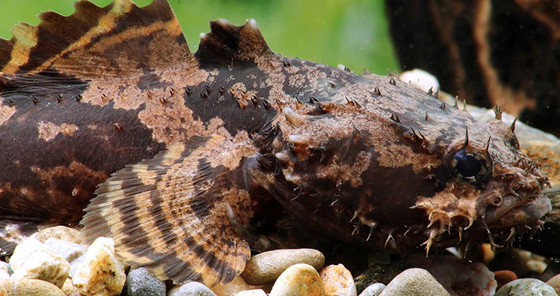 Batrach kwiczący - Allenbatrachus grunniens - dowozimy, wysyłamy