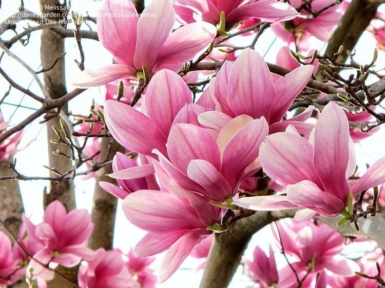 Магнолия разные сорта!Гортензия, рододендрон, азалия,клематис