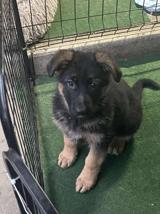 Szczeniak Owczarka Niemieckiego