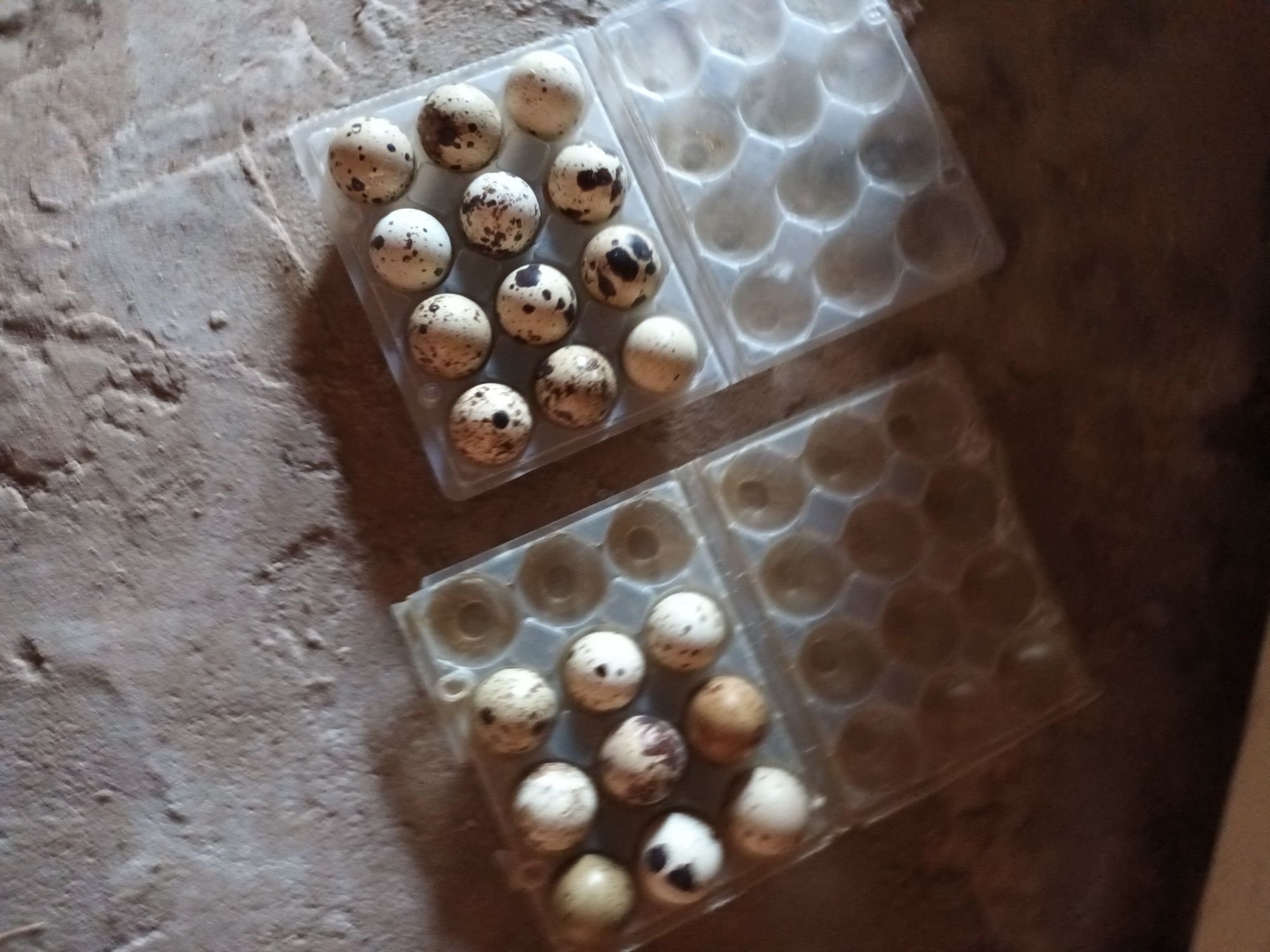 Ovos de codornizes