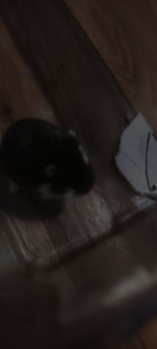 Chomik dżungarski + akwarium 105l