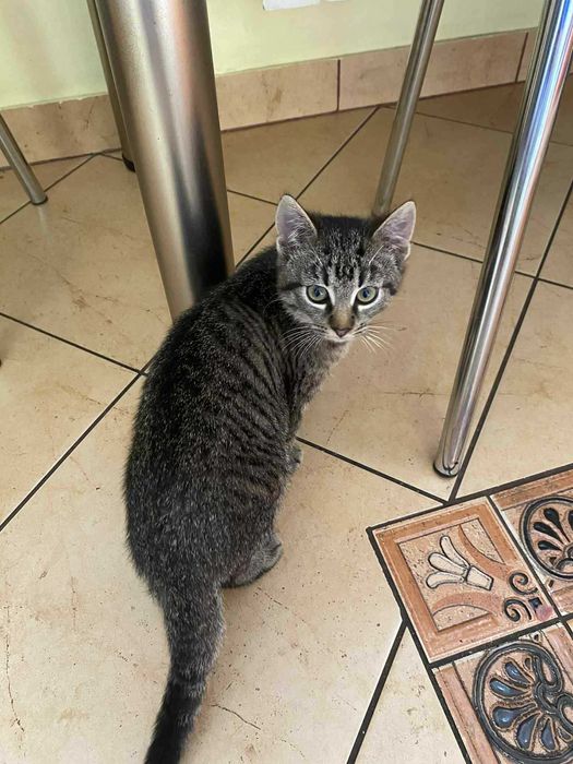 Kotka szuka kochającego domu