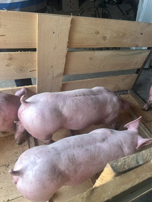 Поросята трипородні