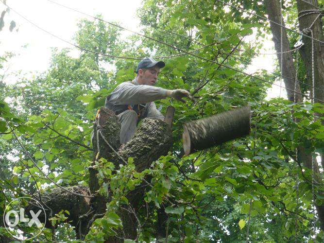 Спилим,уберём деревья любой сложности.