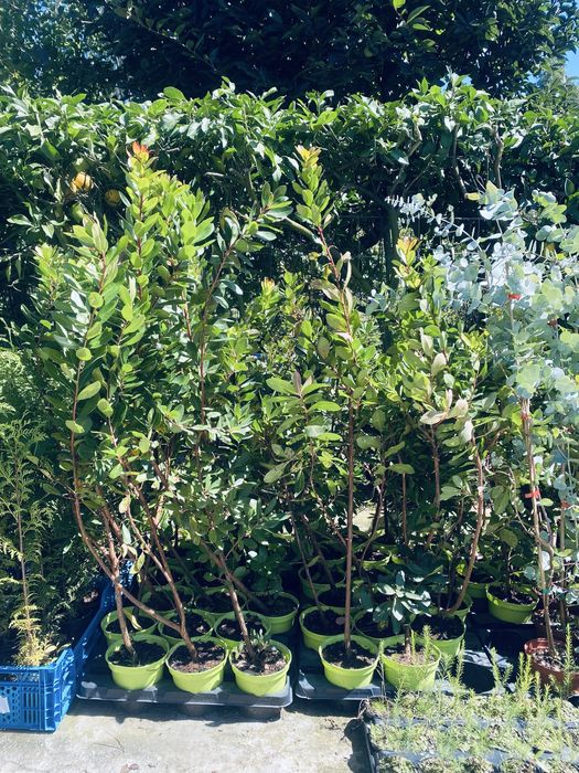 Medronheiros em vaso 2L ULTIMAS 50 unidades