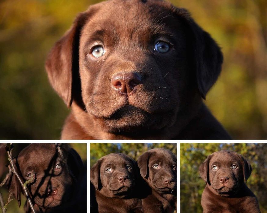 Labrador. Rodzice FCI/ZKWP. CZEKOLADOWE/ brązowe. PIĘKNE. Suczka i