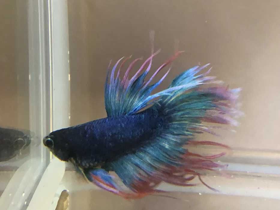 Bojownik strzępiasty samiec