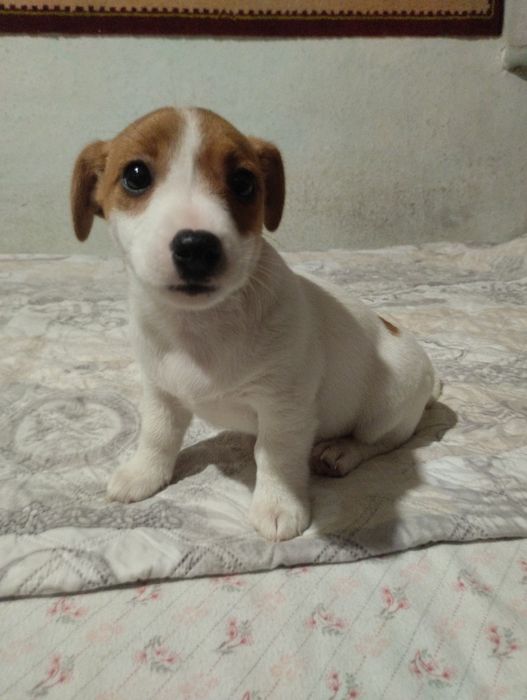 Щенки Джек Рассела Терьера