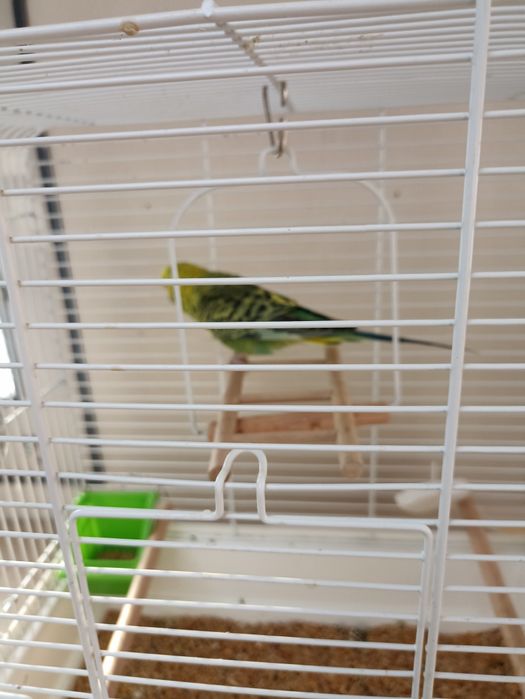 Klatka z wyposażeniem + karma + papuga falista