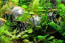 Escalar Sortido Pterophyllum scalare