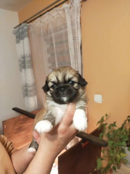 Pekińczyk Królewski Piesek