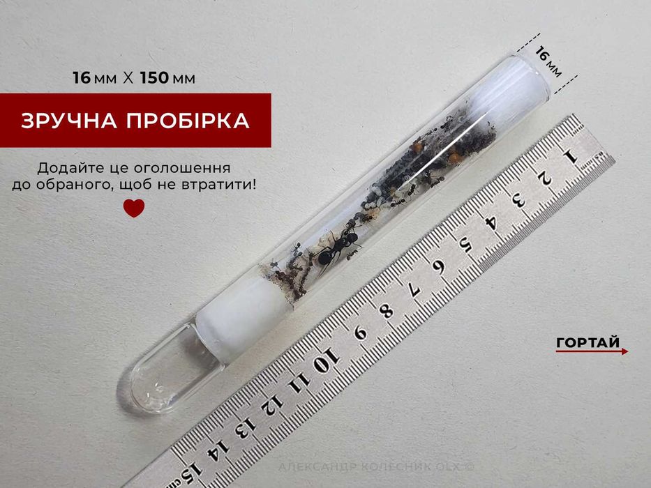 Колонії 30+ робітників + матка, Жнеці, Messor Structor