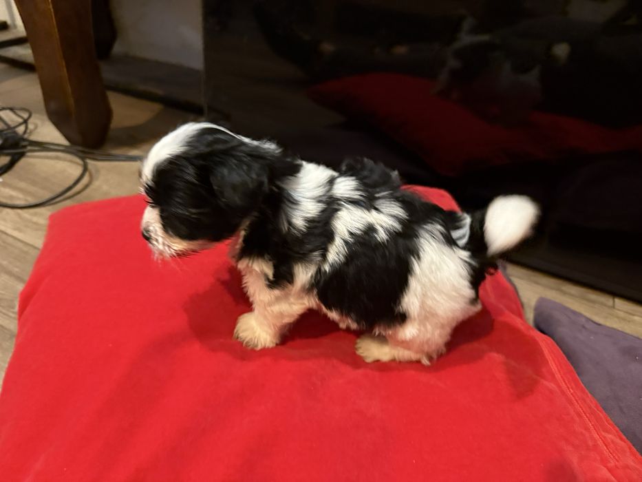 Sprzedam Yorkshire Terrier Biwer Oryginalna Miniaturka