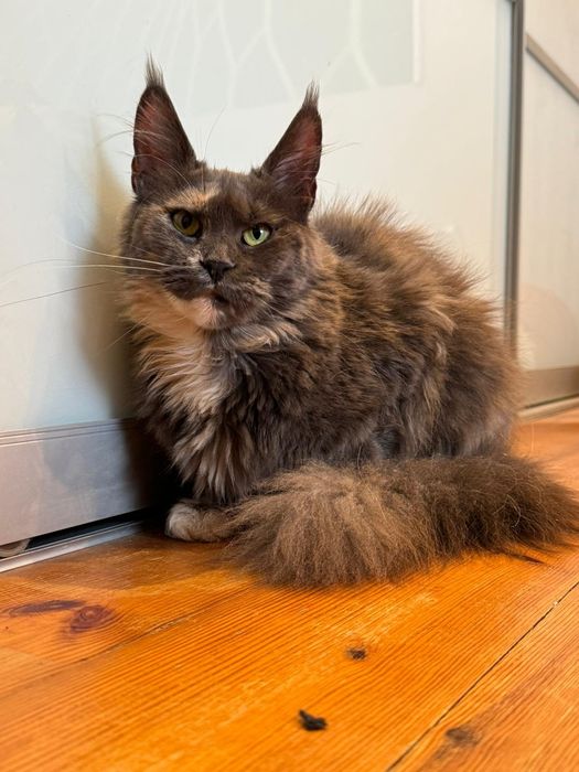 Maine coon kotka [wysterylizowana]