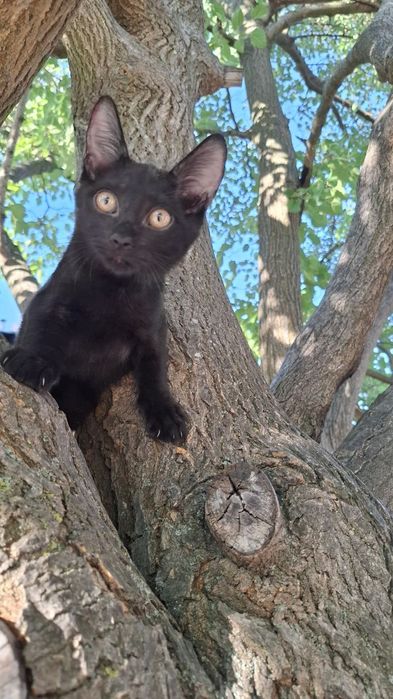 Врятовані кошенята шукають родину