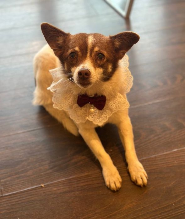 Отдам даром в добрые руки собачку метис маленькой породы