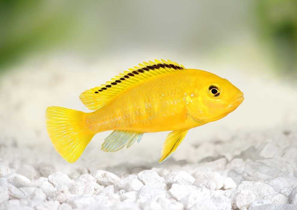 Labidochromis Caerules  Yelow Kakusa,  pyszczak yellow,malawi, wysyłka