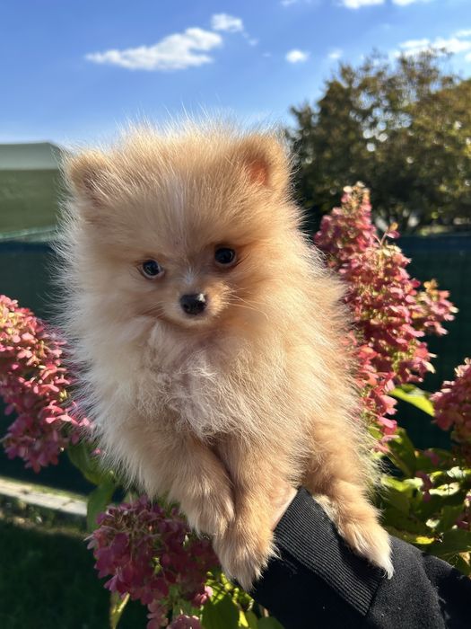 Piękny szpic miniaturowy pomeranian