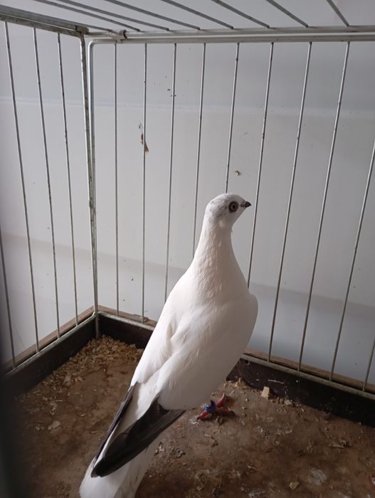 Bocian budapesztański