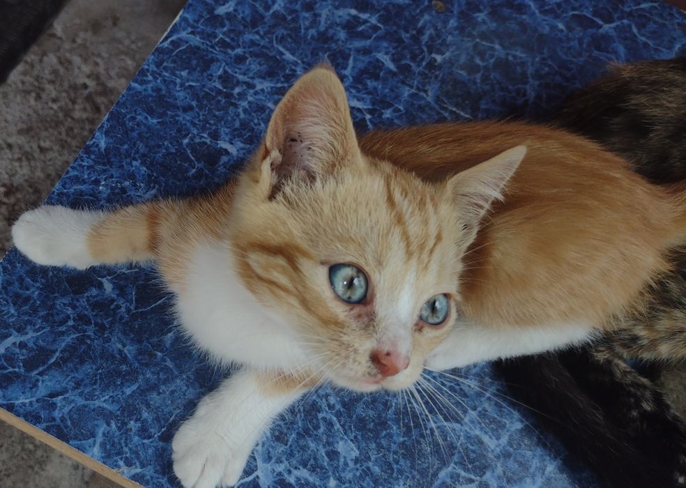 Вібруючі пухнастики