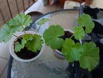 Pelargonia sadzonki 2szt