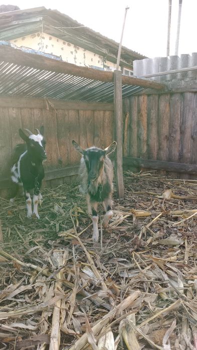 Продам молодых коз