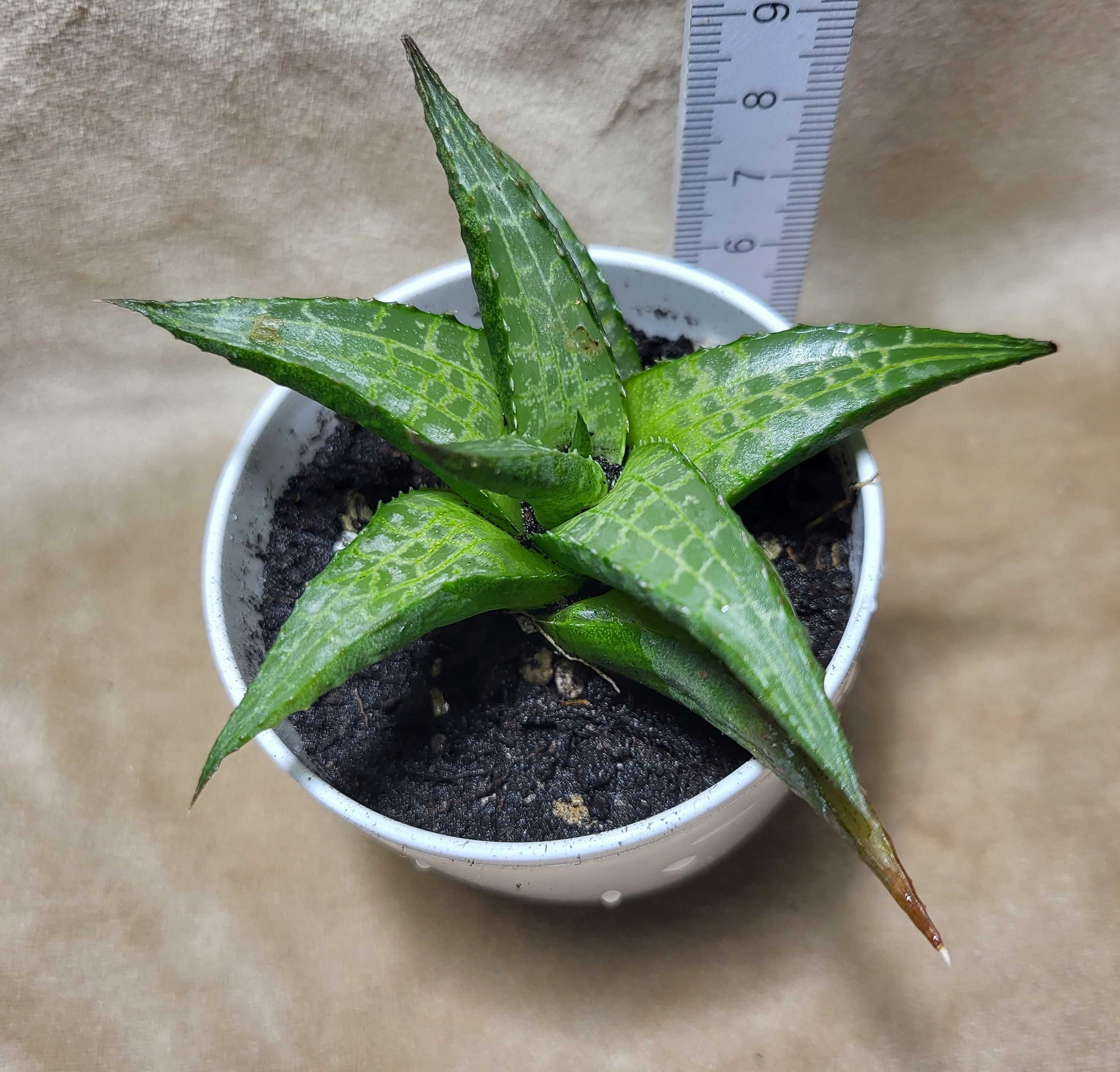 Сукулент  Хавортія (Haworthia tesselata)