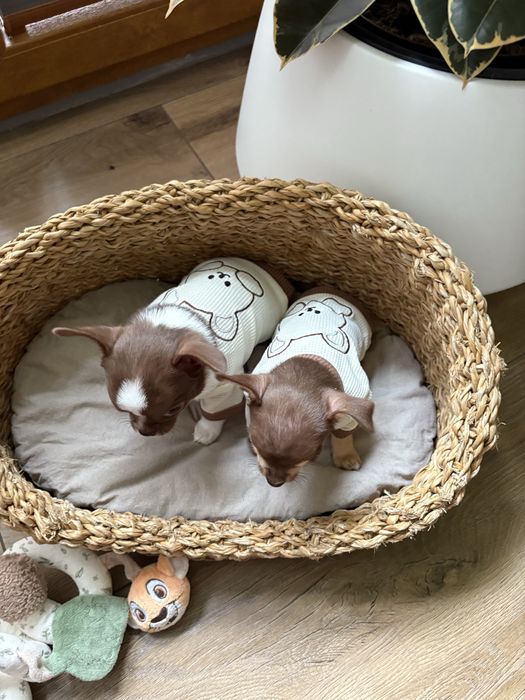 Chihuahua samiec czekoladowy maleńki ZKwP FCI