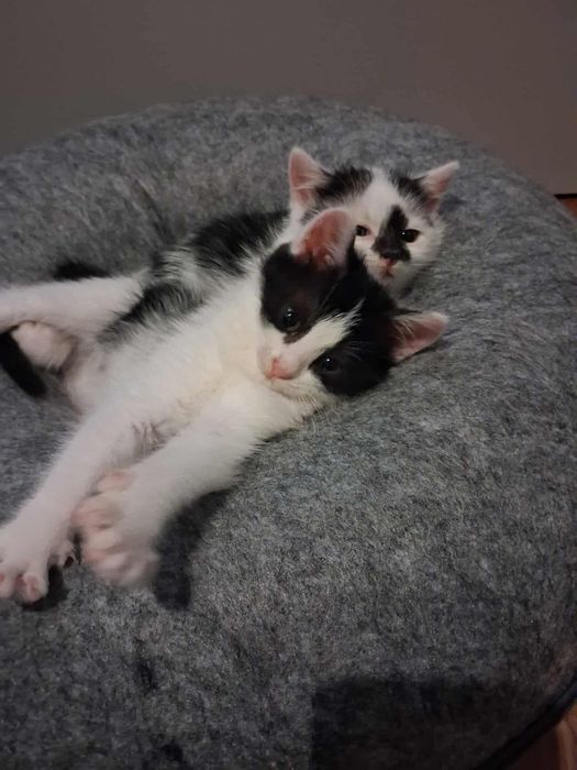 2-msc nakolankowe, rodzinne koteczki