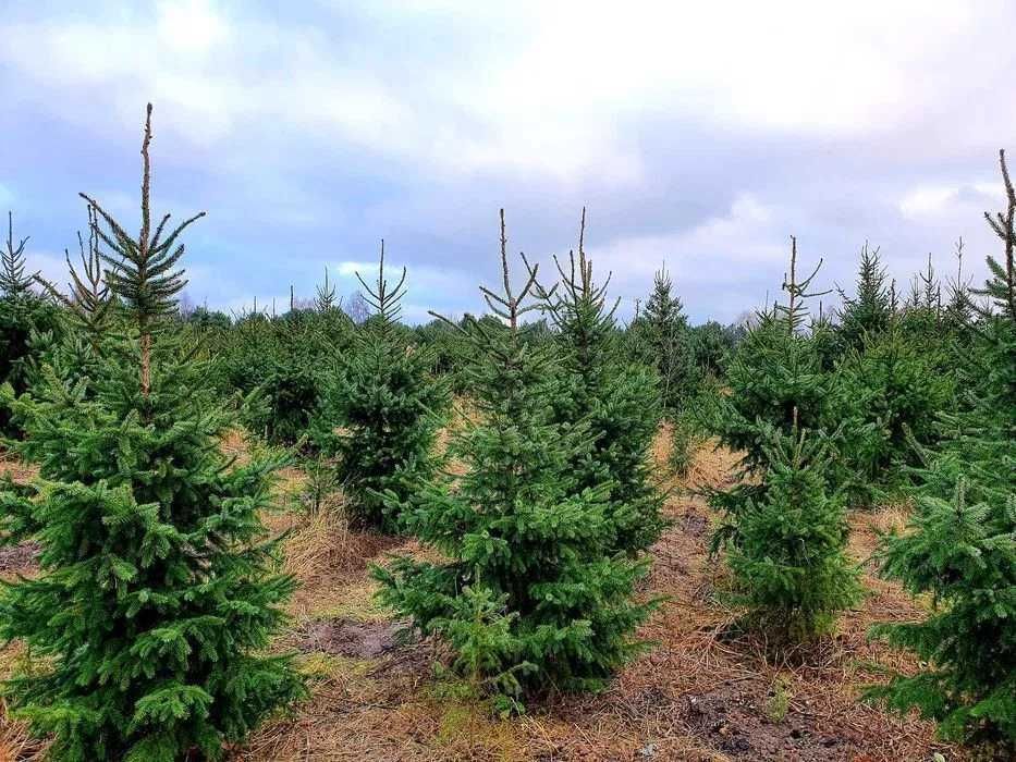 Świerk serbski, Picea OMORICA wys. 150 cm Zamiast Tuji na żywopłot