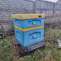 Pszczoły z ulem lub same roje - cena do uzgodnienia.
