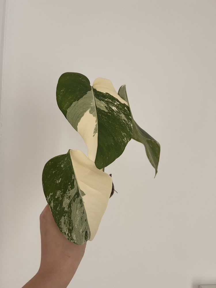 Monstera variegata szczyt halfmoon 3 liście