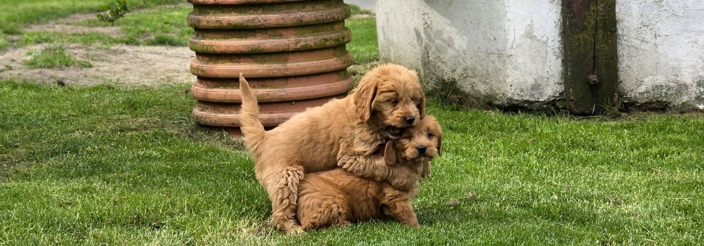 Goldendoodle piesek