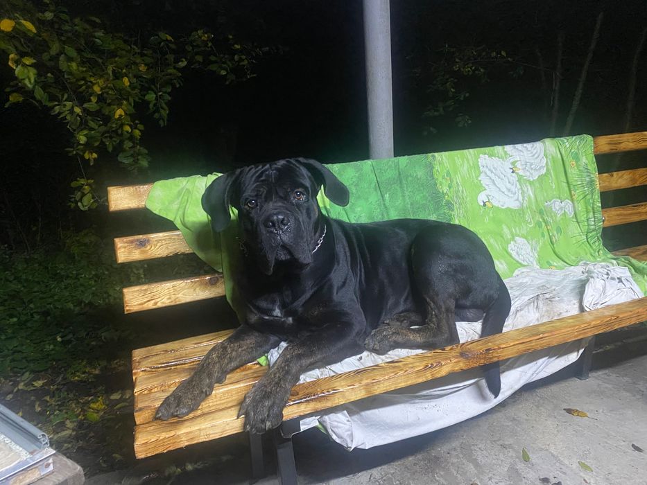 Мальчик кане корсо для вязки