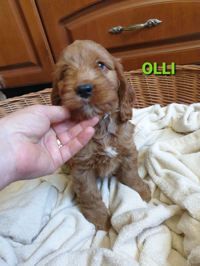 Cockapoo. Chlopczyk Olli.