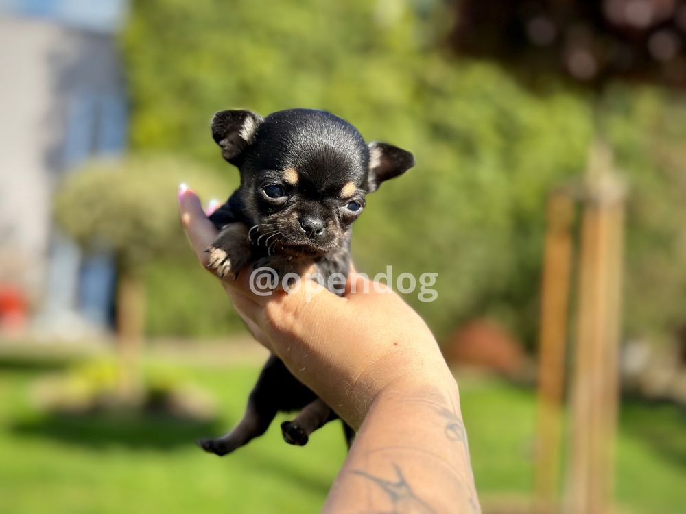 Chihuahua XXS czarny tricolor krótkowłosy MALEŃKI