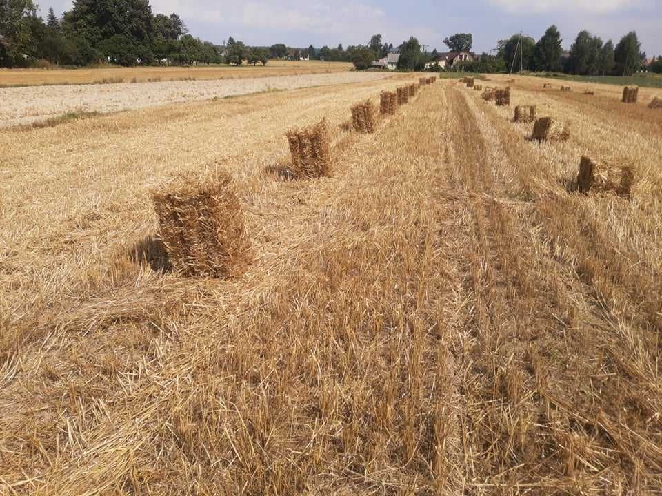 Słoma w małych belkach kostka pszenica