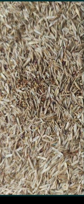 Mieszanka traw na suche Wysyłka