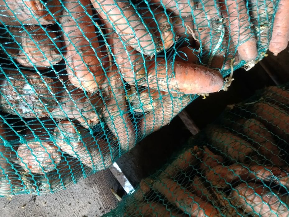 Sprzedam marchew, marchewka