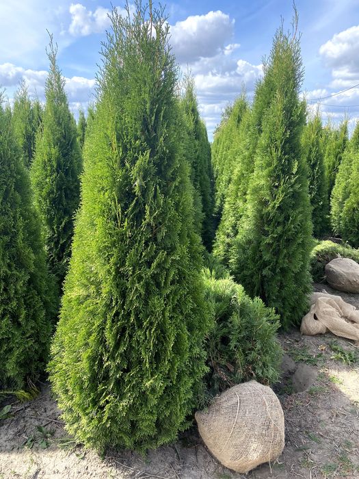 Piękna thuja tuja SMARAGD 140-160 cm Żywopłot Transport