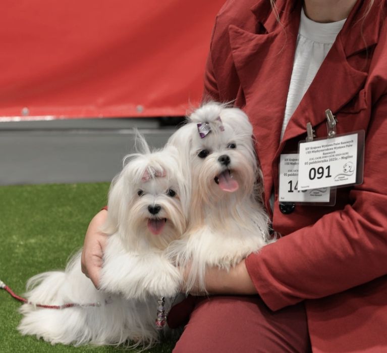 Śliczna sunia maltanczyk