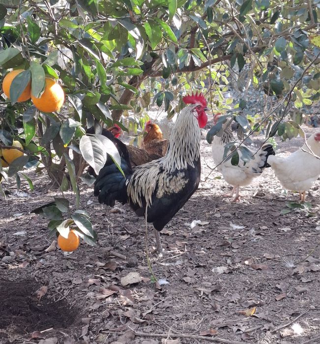 Galos garnizes macho para venda