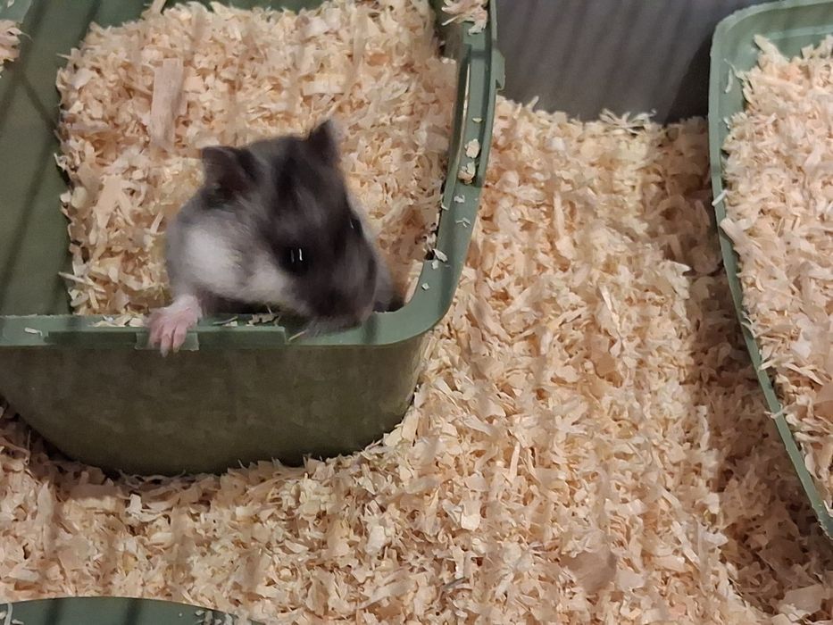 Sprzedam klatke dla chomika