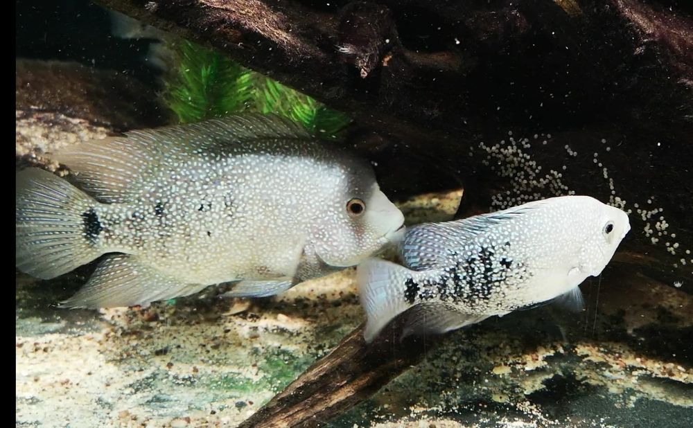 Pielęgnica Herichthys Cyanoguttatus